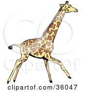 Poster, Art Print Of Walking Giraffe In Profile Going To The Right