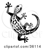 Black And White Curved Gecko