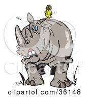 Poster, Art Print Of Yellow Bird Resting On The Back Of A Nervous Rhino