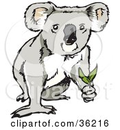 Clipart Illustration Of A Koala Looking Up And Holding Eucalyptus Leaves