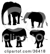 Poster, Art Print Of Four Black Silhouetted Elephants