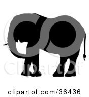 Black Silhouetted Tusked Adult Elephant Facing Left