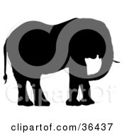 Poster, Art Print Of Black Silhouetted Adult Elephant Facing Right