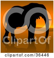 Black Silhouetted Adult Elephant In Profile Walking Against An African Sunset