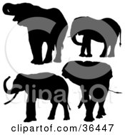 Poster, Art Print Of Four Silhouetted Elephants In Black