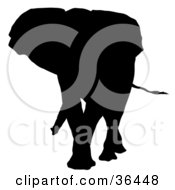 Black Silhouetted Adult Elephant Walking Forward