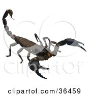 Poster, Art Print Of Dark Brown Scorpion Holding His Telson Stinger Up On A White Background
