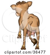 Poster, Art Print Of Brown Cow With Udders Facing Away