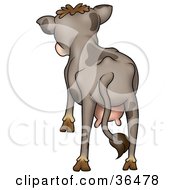 Poster, Art Print Of Brown Spotted Cow With Udders Facing Away