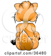 Clipart Illustration Of An Orange Fox Sitting And Facing In The Opposite Direction by dero