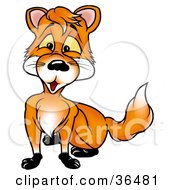Poster, Art Print Of Cute Orange Fox With Yellow Eyes Looking Outward