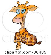 Poster, Art Print Of Blue Eyed Giraffe Sitting And Hugging Her Knees