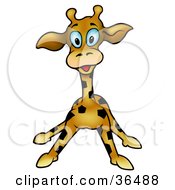 Poster, Art Print Of Blue Eyed Giraffe Learning To Walk Its Legs Far Apart