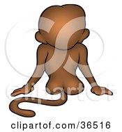 Rear View Of A Sitting Brown Monkey Showing His Tail And Butt