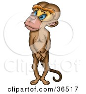 Poster, Art Print Of Shy Brown Monkey Standing Up And Covering His Privates
