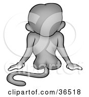 Poster, Art Print Of Rear View Of A Sitting Gray Monkey Showing His Tail And Butt