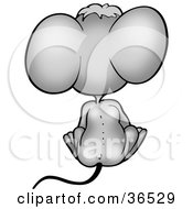 Sitting Gray Mouse As Seen From Behind