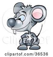 Clipart Illustration Of A Goofy Gray Mouse With Buck Teeth Crouching