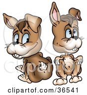Clipart Illustration Of Two Playful Rabbits One Facing Forward The Other Showing His Tail