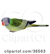Curious Plum-Headed Parakeet Psittacula Cyanocephala