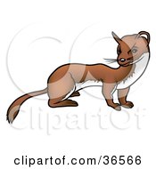Poster, Art Print Of Curious Ferret