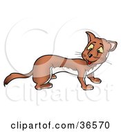 Poster, Art Print Of Friendly Brown Weasel Looking Back Over His Shoulder
