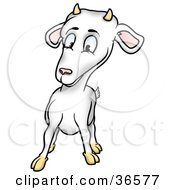 Poster, Art Print Of Curious White Billy Goat With Horns