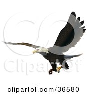 Bald Eagle Flying With His Talons Ready To Grab Prey