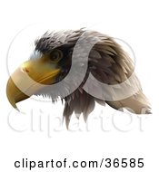 Poster, Art Print Of Golden Eagle Head In Profile Facing Left