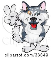 Poster, Art Print Of Peaceful Husky Dog Smiling And Gesturing The Peace Sign With His Hand