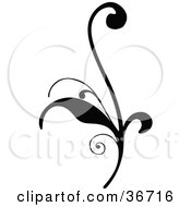 Poster, Art Print Of Delicate Black Silhouetted Elegant Leafy Scroll Design