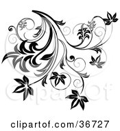 Poster, Art Print Of Black Flourish With Leaves And Curly Tendrils