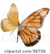 Poster, Art Print Of Abstract Orange Butterfly