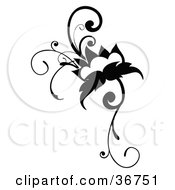 Poster, Art Print Of Black And White Flowering Vine Design Scroll
