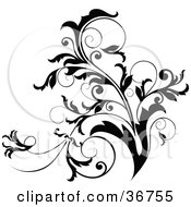 Poster, Art Print Of Black And White Curly Plant Flourish Design Accent