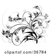Poster, Art Print Of Elegant Black And White Plant Scroll Design Element With Sparkles And Whispy Leaves
