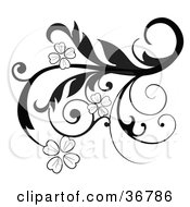 Poster, Art Print Of Elegant Black And White Scroll Design Element With Blooming Flowers And Curly Tendrils