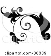Poster, Art Print Of Black Plant Design Element Scroll With Tendrils