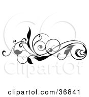 Poster, Art Print Of Curly Black Silhouetted Leafy Scroll Design Element