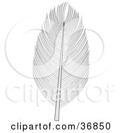 Poster, Art Print Of Single Bird Feather