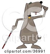 Poster, Art Print Of Blind Dog Using A White Cane