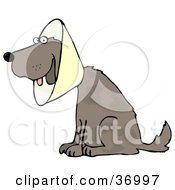 Poster, Art Print Of Brown Dog Wearing An Elizabethan Collar While Recovering