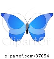 Poster, Art Print Of Beautiful Blue Butterfly With A Black Body