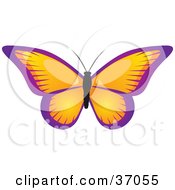 Poster, Art Print Of Beautiful Butterfly With Orange Wings Trimmed In Purple