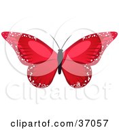 Stunning Red Butterfly With Sparkling Wings