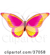 Poster, Art Print Of Beautiful Yellow Orange And Pink Butterfly With Its Wings Opened