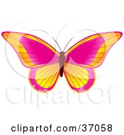 Clipart Illustration Of A Beautiful Yellow Orange And Pink Butterfly With Its Wings Opened