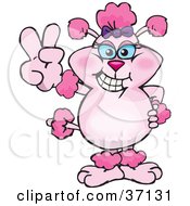 Poster, Art Print Of Peaceful Pink Poodle Smiling And Gesturing The Peace Sign