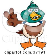 Poster, Art Print Of Peaceful Mallard Duck Smiling And Gesturing The Peace Sign