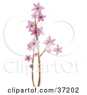 Clipart Illustration Of A Pink Blossoms On A Tree Branch